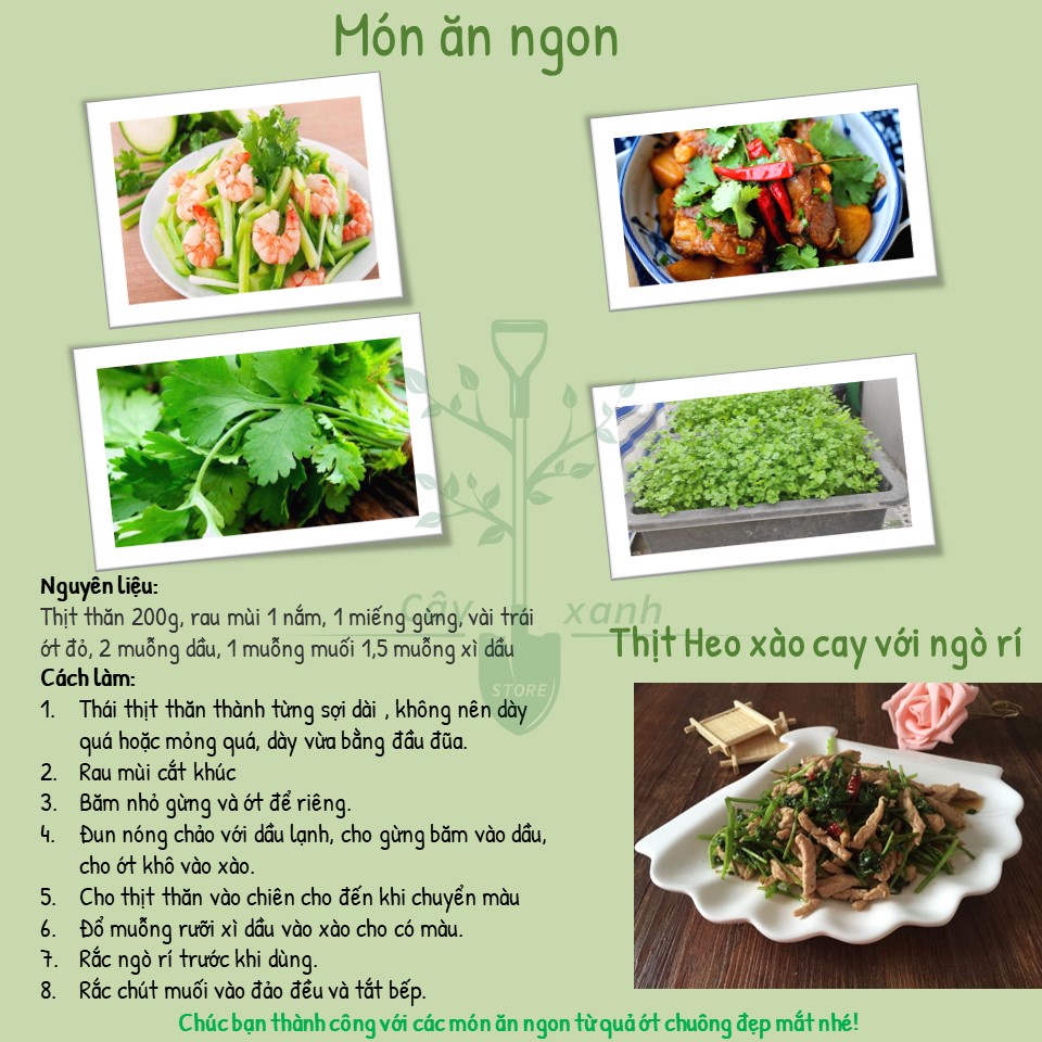 Hạt Giống Ngò Rí Ngò Hạt Lớn - Phú Nông Seeds - Key: Đất sạch, Phân Bón, Hữu Cơ, Xơ Dừa