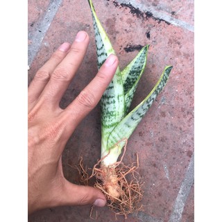 Cây lưỡi hổ viền vàng lùn