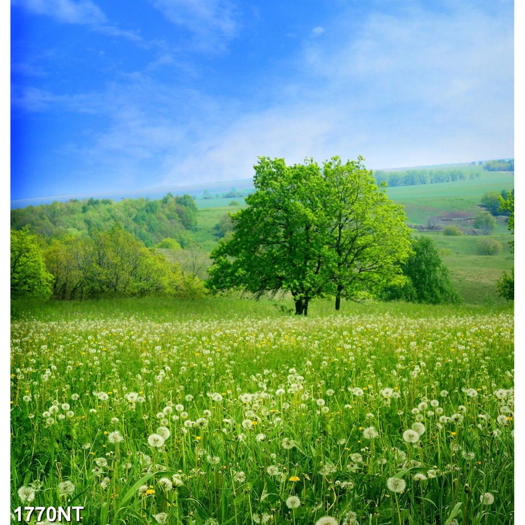 TRANH DÁN TƯỜNG 3D PHONG CẢNH,CẢNH VẬT, CẢNH TRANG TRÍ,THIÊN NHIÊN.