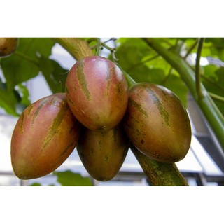 hạt giống cà chua thân gỗ ( bạch tuộc)