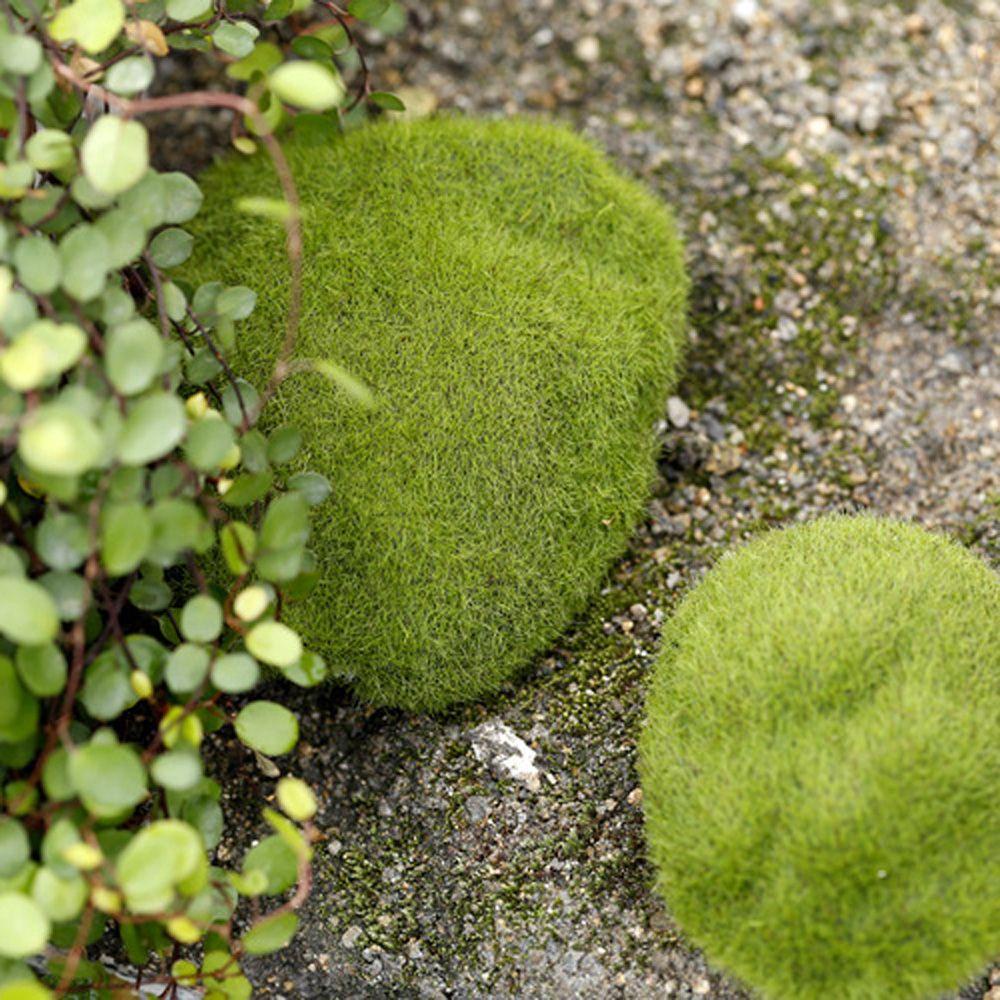 Thảm Cỏ Nhân Tạo Trang Trí Nội Thất TAYLOR1|Thảm Lót Sàn Nhà Trang Trí Sang Trọng