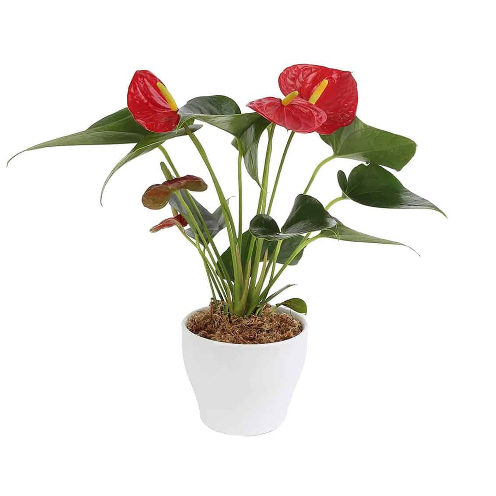 Cây hồng môn, cây hoa cảnh để bàn, dẽ chăm sóc, xanh tốt quanh năm. Tặng phân bón