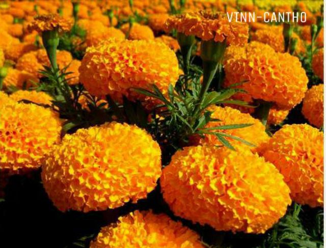 HẠT GIỐNG VẠN THỌ THÁI CAO LỠ F1 "CAM ĐỎ" _ HẠT GIỐNG RỒNG VÀNG