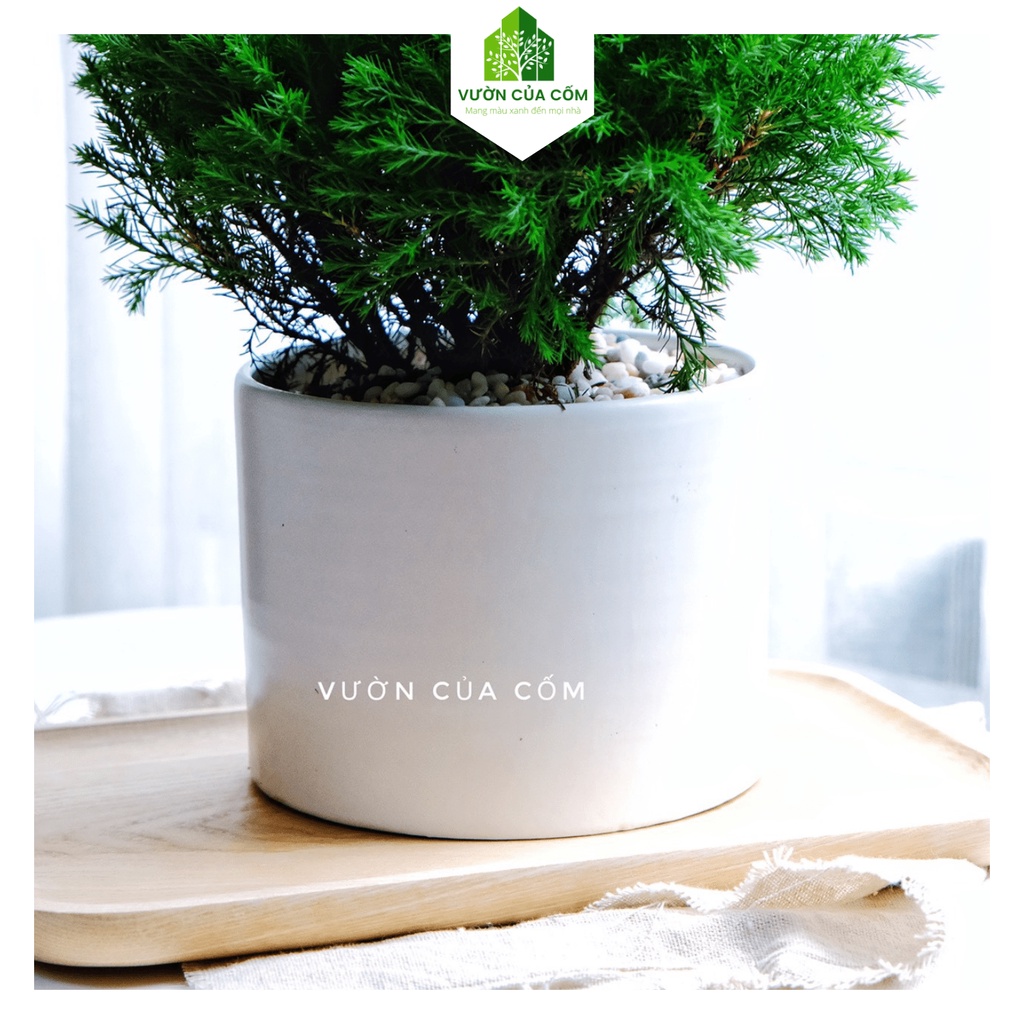 Cây Tùng Bồng Lai kèm chậu sứ trắng có kíck thước cao 30 - 35 cm . Cây mang phong thủy hút tài lộc .