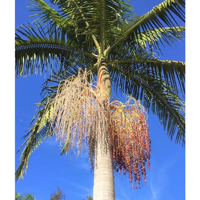 Cau vua giống 60cm