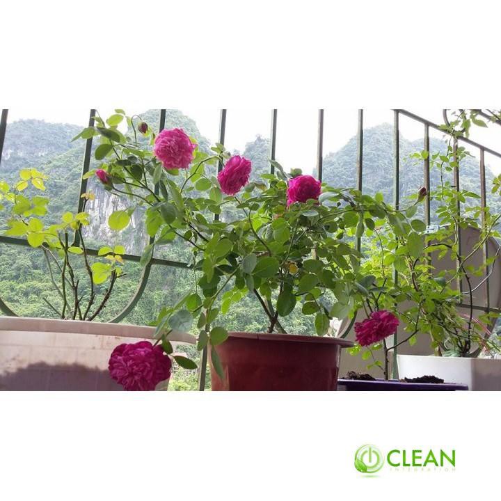 Gói 30 Hạt Giống Hồng Lùn Siêu Hoa Mix Màu