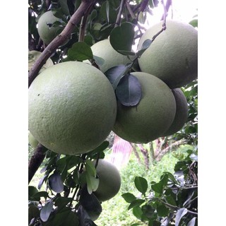 Bưởi Tân Triều