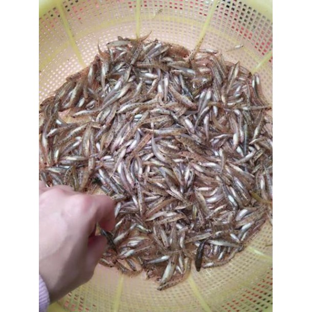 250g/ hủ Cá bống sông Trà - Đặc sản Quảng Ngãi