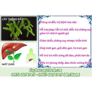 Cây Thông Đất (Râu rồng) 1Kg - Đông Y Thanh Bình