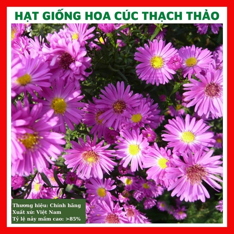 Hạt giống hoa cúc thạch thảo hồng - rau củ quả trồng chậu, sân vườn ban công nảy mầm cao 50 hạt