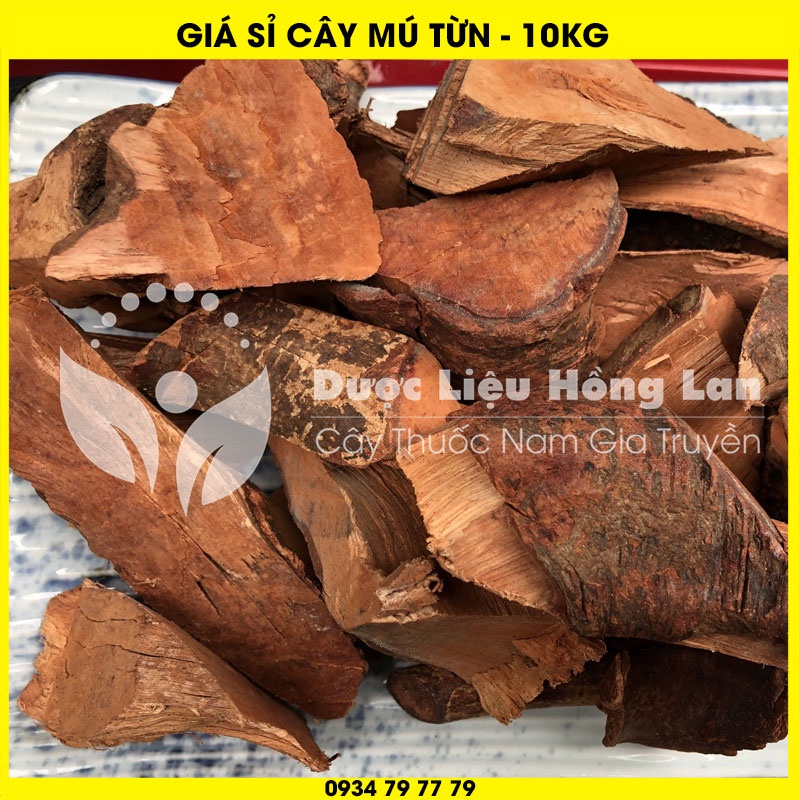 Cung cấp sỉ RỄ CÂY MÚ TỪN khô giá bán 10kg - Công ty dược liệu Hồng Lan