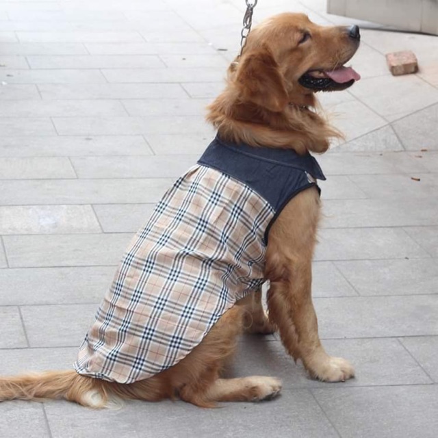 Áo sơ mi cho chó to 18-23kg