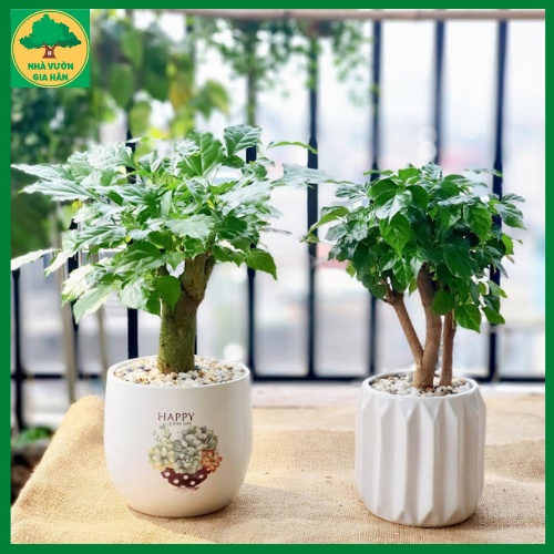 Cây hạnh phúc để bàn
