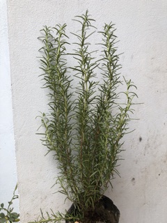 Cây hương thảo to - Rosemary