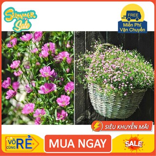 Gói 10 hạt giống hoa baby Hồng trồng chậu - Gypsophila Gypsy Rose/ Baby breath [hàng chất lượng]