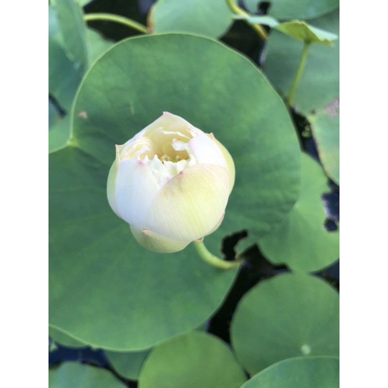 Củ sen mini Taihu Deep love