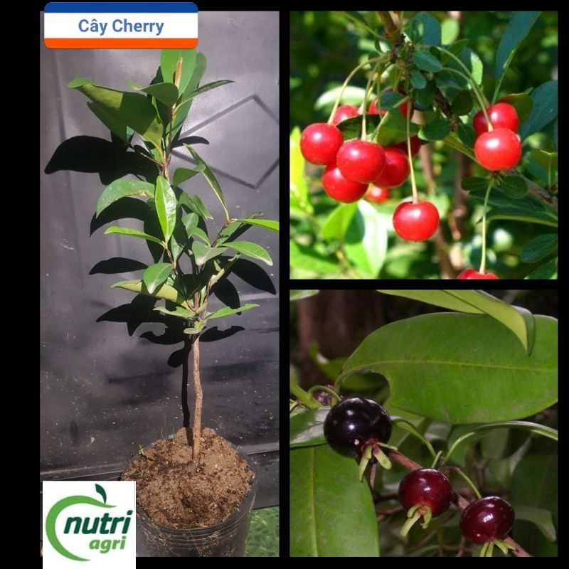 Cây Cherry nhiệt đới giống Bến Tre cao khoảng 70cm