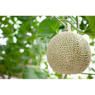 Phân bón hữu cơ CYTOMIN PLUS