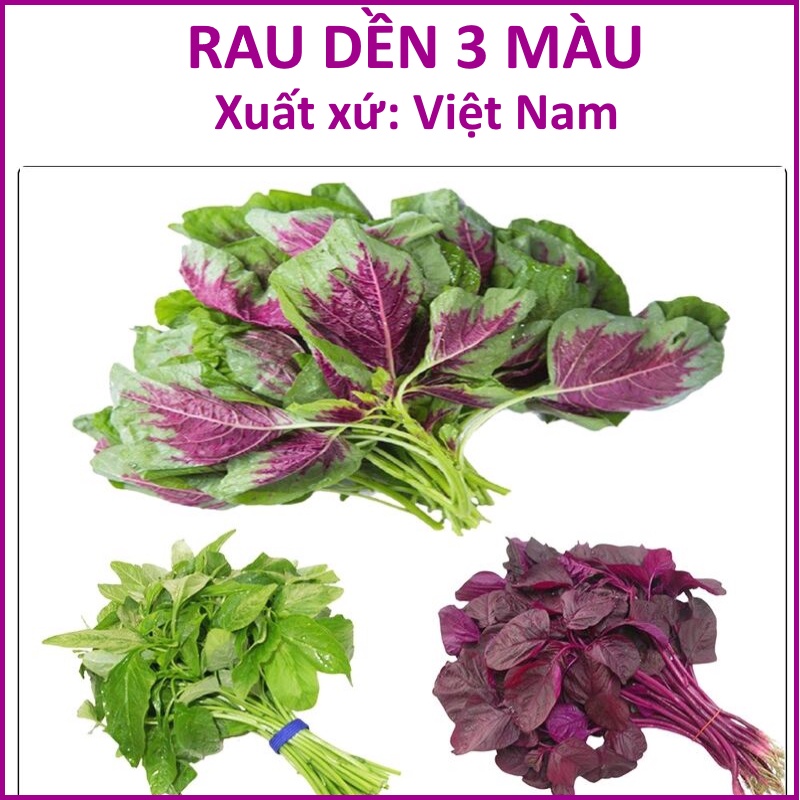 Hạt giống Rau Dền 3 màu (gói 20g)