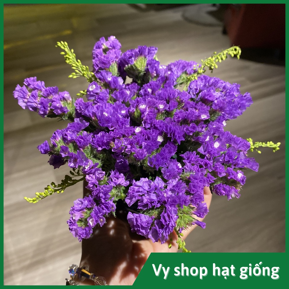 Hạt giống hoa salem Thái Lan gói 100 hạt mix màu