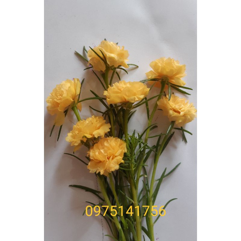 cành hoa mười giờ thái kép mix màu 40k/kg