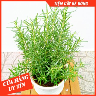 CÂY HƯƠNG THẢO (SIDE TRUNG)