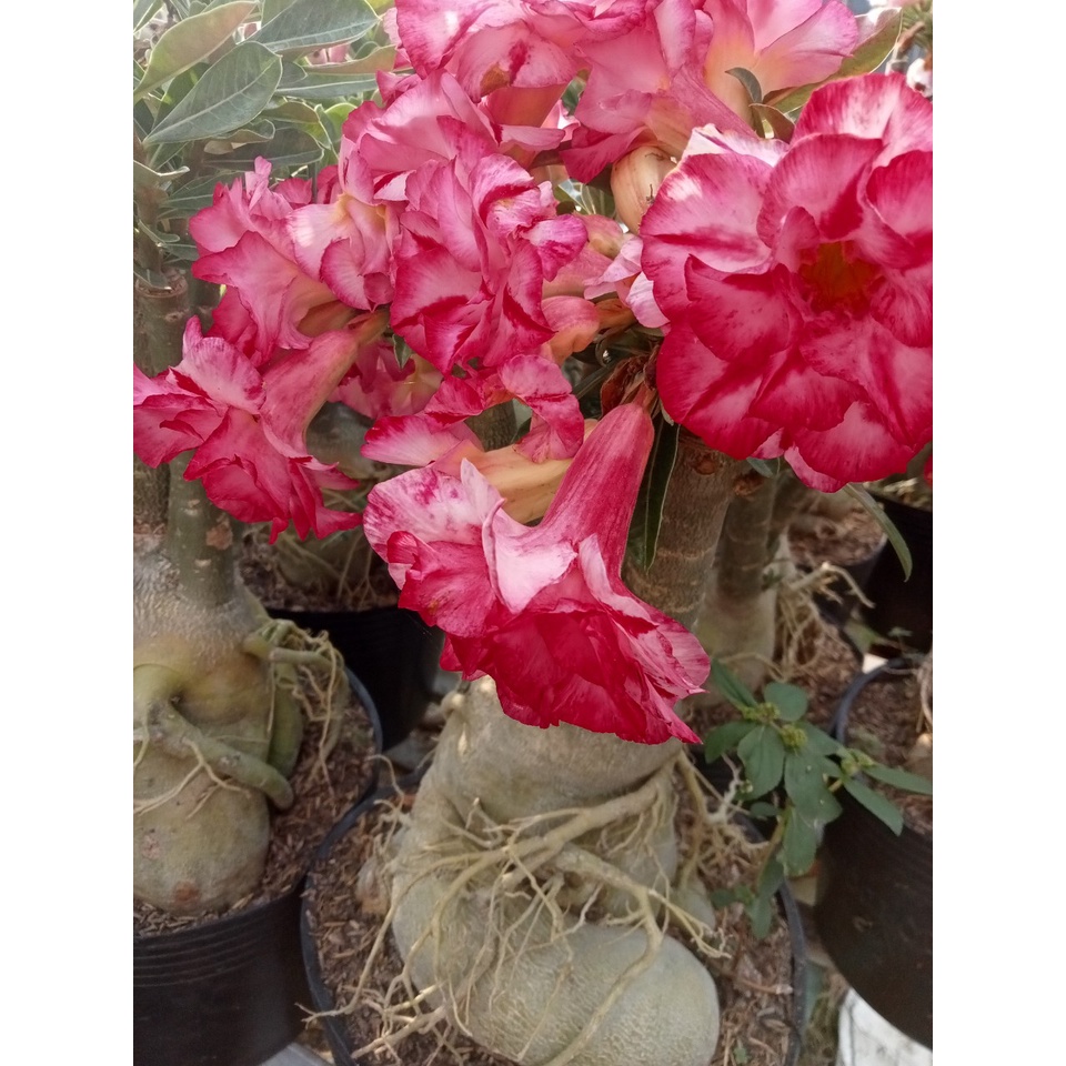 Hoa sứ, bông sứ ghép Thái phớt hồng, đỏ nhung