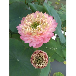 Củ sen Nhật cam