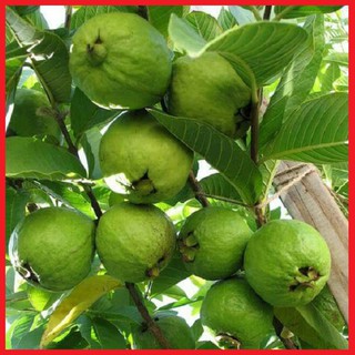 Combo 2 cây giống ổi tứ quý năng suất cao chuẩn F1