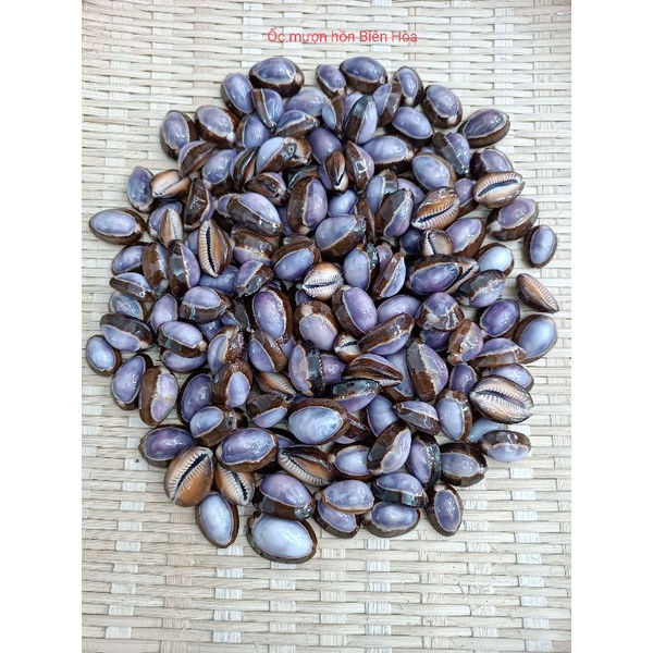 Bộ sưu tập 20 vỏ ốc biển dễ thương. Trang trí, hổ trợ chụp ảnh