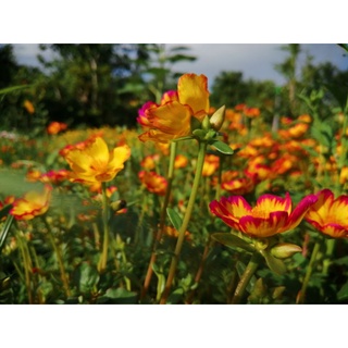 6 cành hoa sam đơn Mặt Trời