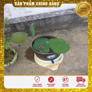 Hạt Giống Sen Nước Mix( 5 hạt - 5 màu)