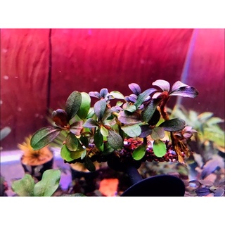 cây thủy sinh bucephalandra helena