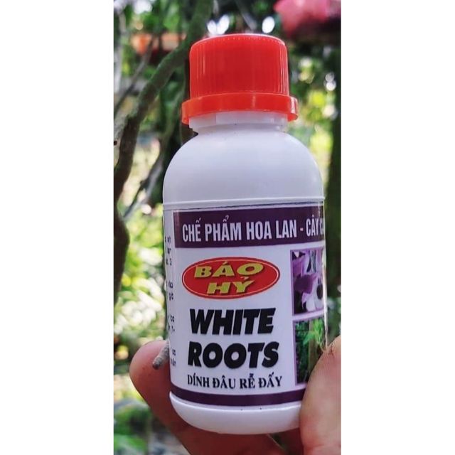 WHITE ROOT - Siêu Kích Rễ Báo Hỷ lọ 100ml