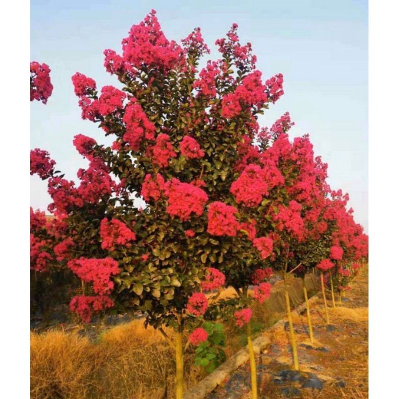 Cây Tường Vi Huyết Long