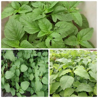 [Rau Củ Quả] - Gói 100g hạt giống rau dền Xanh - Nanuseeds