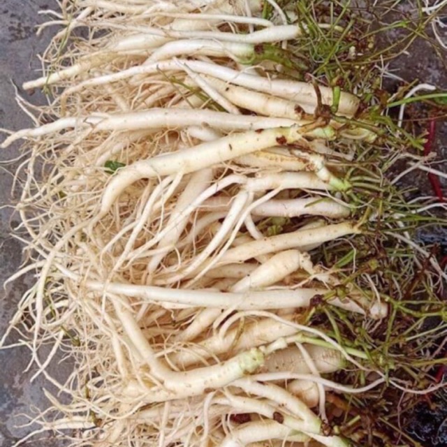 🍁👌1 ký SÂM DÂY Ngọc linh 🌿💕⭐️