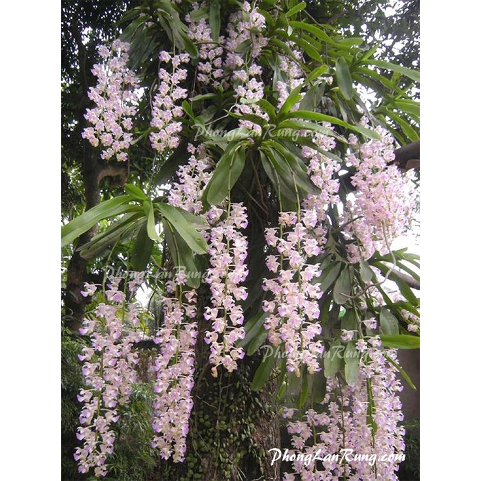 1 ngọn hoa lan rừng tam bảo sắc
