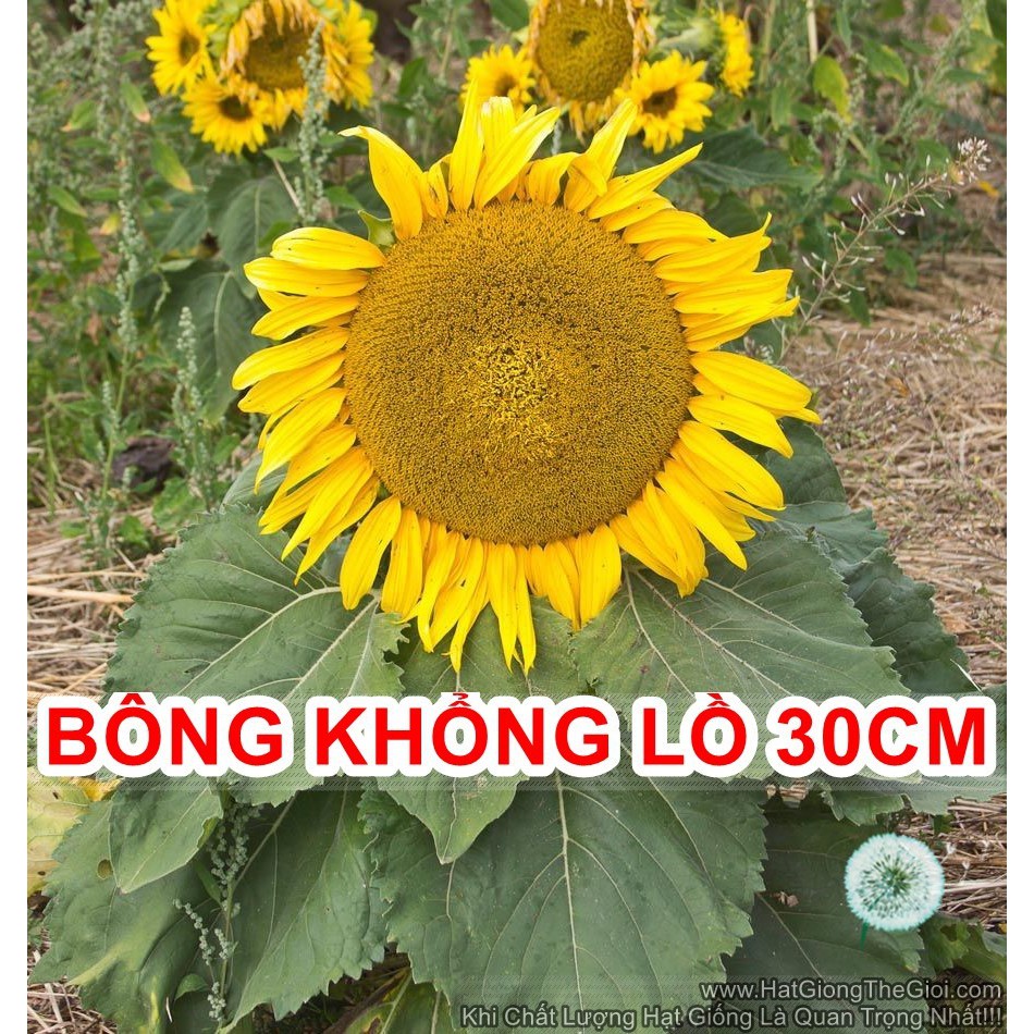 30h Hạt Giống Hoa Hướng Dương Lùn Bông Khổng Lồ 30cm Sunspot (C1.301C2.304| B1*V25)