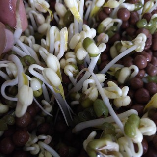 Đất sét nung POPPER_1 lít584