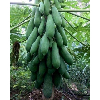 hạt giống đu đủ punket thái lan 10 hạt