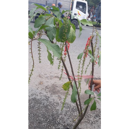 Cây lộc vừng hoa đỏ siêu bông cao 90-1m