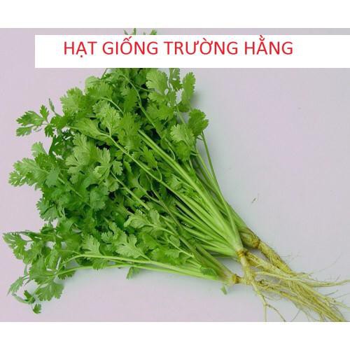 ⚡️HẠT GIỐNG RAU MÙI HẠT TO F1⚡️ GIỐNG CHỐNG CHỊU SÂU BỆNH