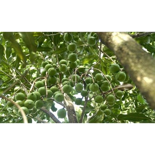Cây Sấu giống ( CÂY TO BẦU TO CHUẨN GIỐNG)