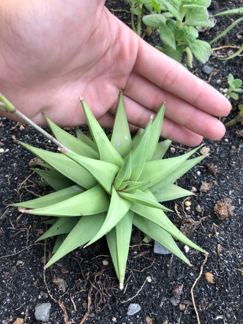 Cây Agave