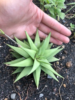 Cây Agave (cây như hình)