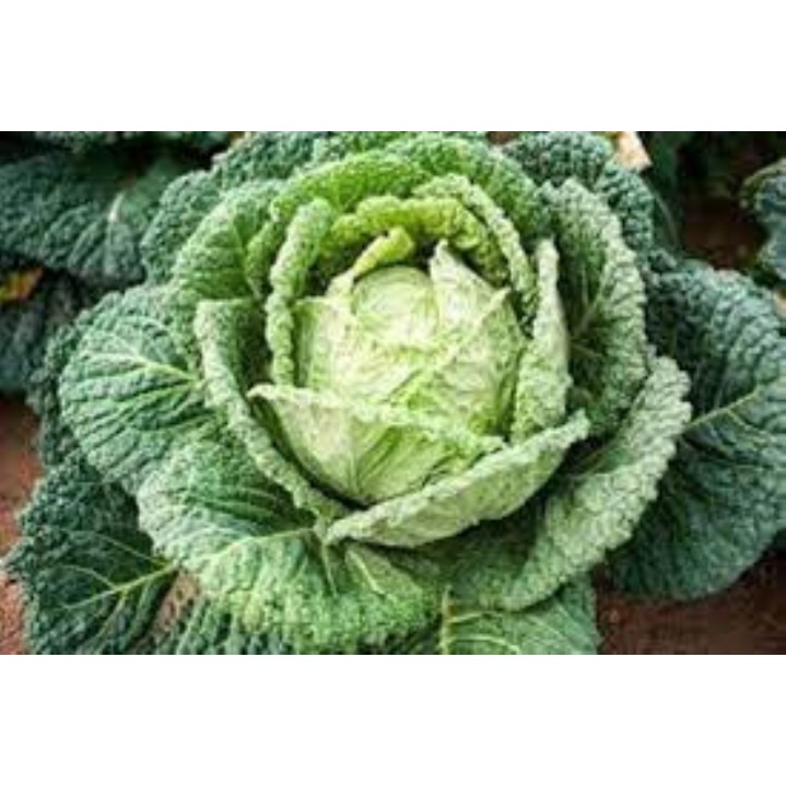 100 hạt giống bắp cải xanh