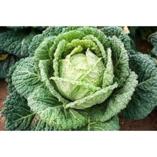 100 hạt giống bắp cải xanh