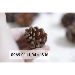 Set quả thông thật mix nhỏ và to