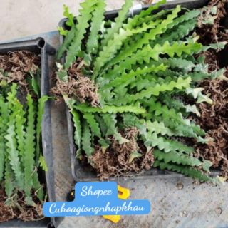Nhật Quỳnh Xương Cá (Quỳnh Mexico)